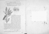 Antennariella elaeophila image